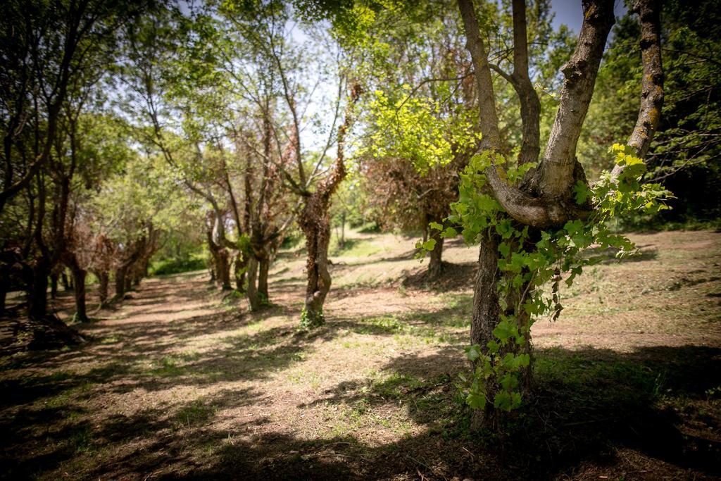 Borgo Al Teto La Vite Apartment Castiglion Fiorentino Bagian luar foto